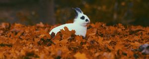 Preview wallpaper rabbit, animal, leaves, autumn