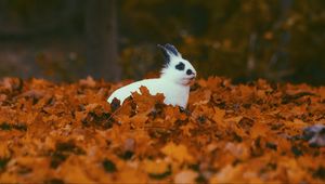 Preview wallpaper rabbit, animal, leaves, autumn