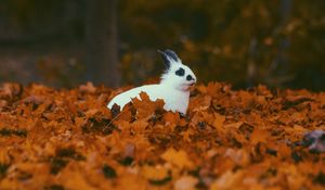 Preview wallpaper rabbit, animal, leaves, autumn