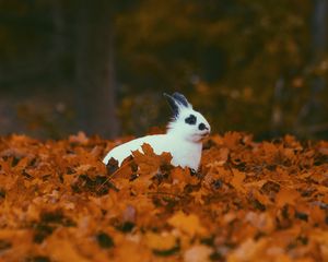 Preview wallpaper rabbit, animal, leaves, autumn