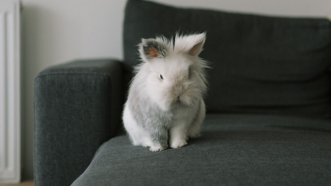 Wallpaper rabbit, animal, pet, gray, furry