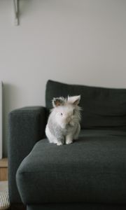 Preview wallpaper rabbit, animal, pet, gray, furry