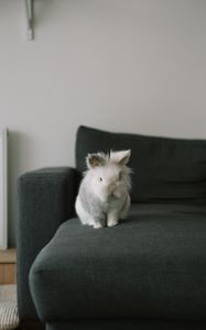 Preview wallpaper rabbit, animal, pet, gray, furry