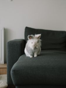 Preview wallpaper rabbit, animal, pet, gray, furry