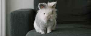 Preview wallpaper rabbit, animal, pet, gray, furry