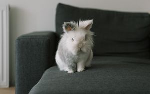 Preview wallpaper rabbit, animal, pet, gray, furry