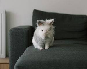 Preview wallpaper rabbit, animal, pet, gray, furry