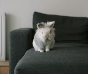 Preview wallpaper rabbit, animal, pet, gray, furry