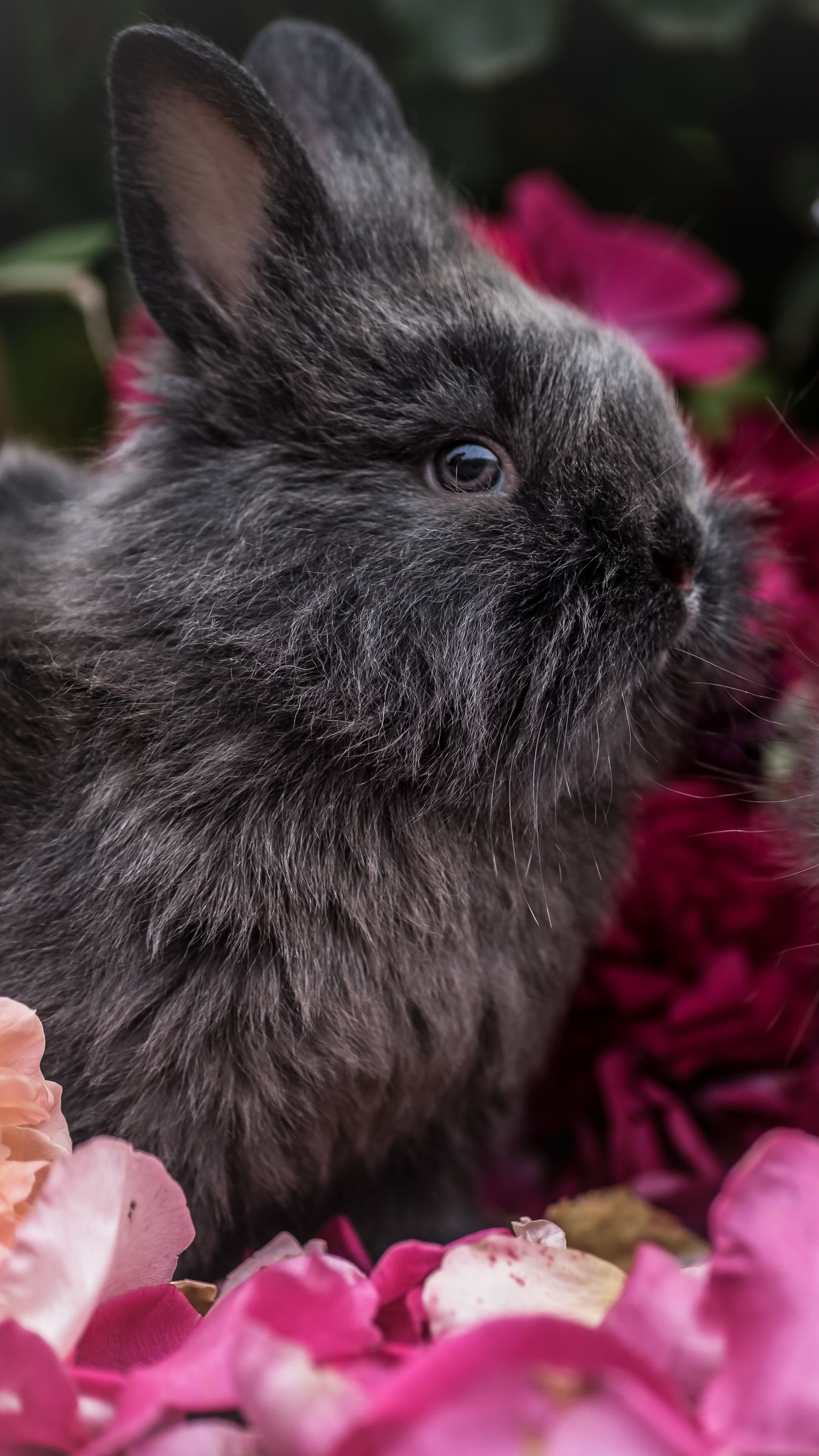 1350x2400 Wallpaper rabbit, animal, petals