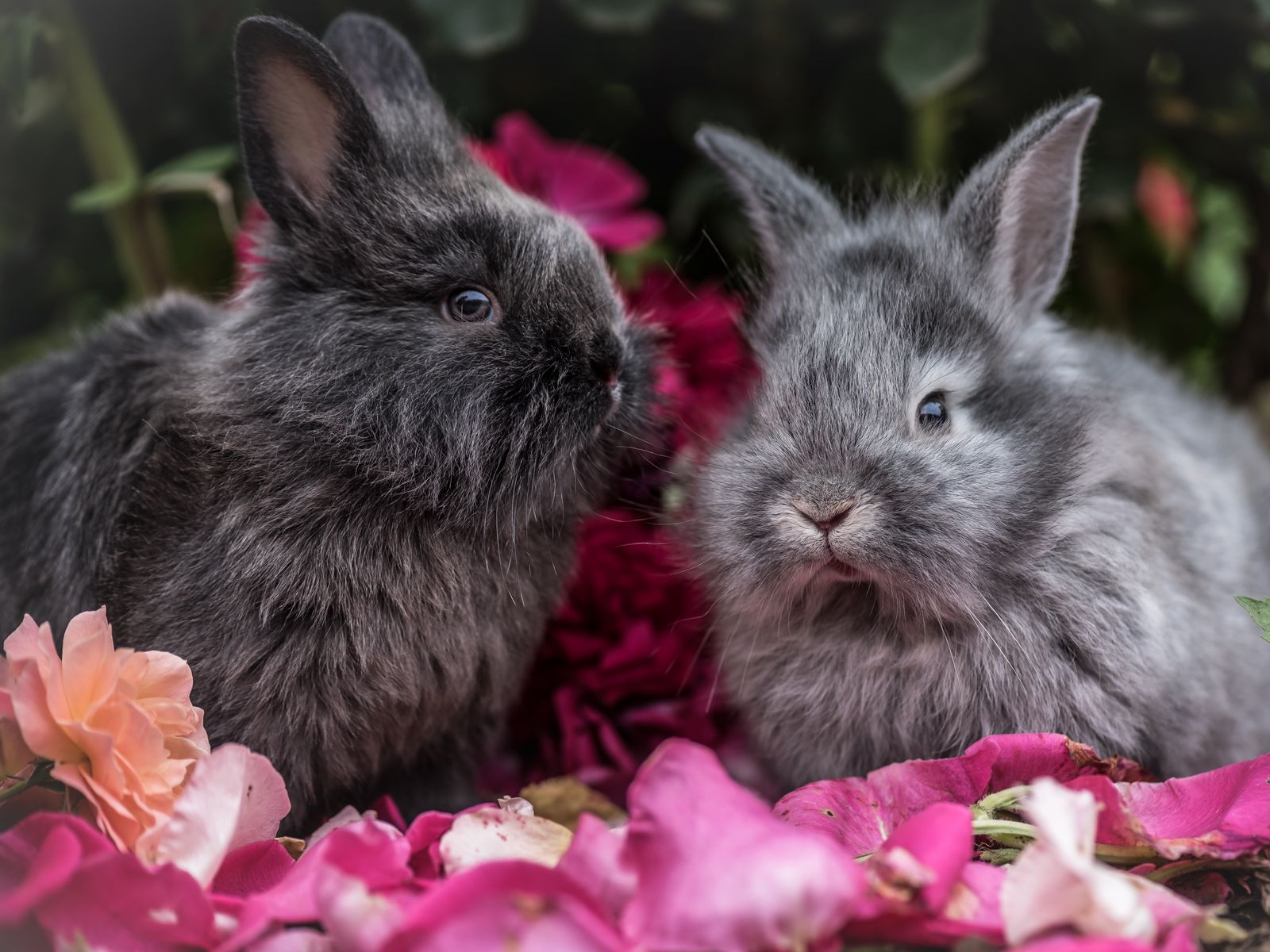 1600x1200 Wallpaper rabbit, animal, petals
