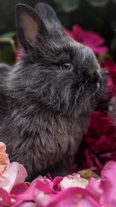 Preview wallpaper rabbit, animal, petals