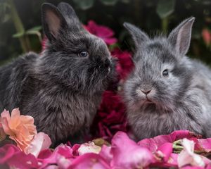 Preview wallpaper rabbit, animal, petals