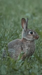 Preview wallpaper rabbit, animal, profile, grass