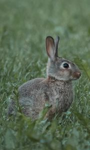 Preview wallpaper rabbit, animal, profile, grass