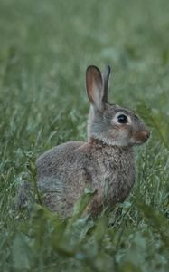 Preview wallpaper rabbit, animal, profile, grass
