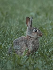 Preview wallpaper rabbit, animal, profile, grass