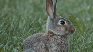 Preview wallpaper rabbit, animal, profile, grass