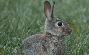 Preview wallpaper rabbit, animal, profile, grass