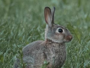 Preview wallpaper rabbit, animal, profile, grass