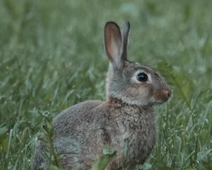 Preview wallpaper rabbit, animal, profile, grass