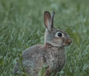 Preview wallpaper rabbit, animal, profile, grass