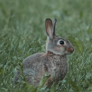 Preview wallpaper rabbit, animal, profile, grass