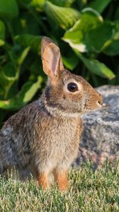 Preview wallpaper rabbit, animal, profile, ears