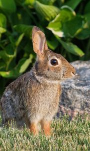 Preview wallpaper rabbit, animal, profile, ears