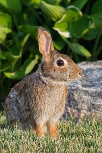 Preview wallpaper rabbit, animal, profile, ears