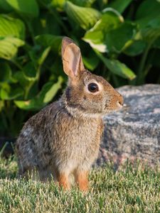 Preview wallpaper rabbit, animal, profile, ears