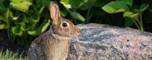 Preview wallpaper rabbit, animal, profile, ears