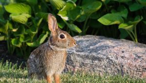 Preview wallpaper rabbit, animal, profile, ears