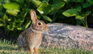 Preview wallpaper rabbit, animal, profile, ears
