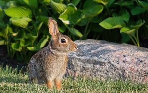 Preview wallpaper rabbit, animal, profile, ears