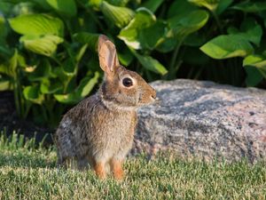 Preview wallpaper rabbit, animal, profile, ears