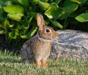 Preview wallpaper rabbit, animal, profile, ears