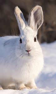 Preview wallpaper rabbit, animal, white, snow, winter