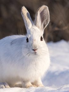 Preview wallpaper rabbit, animal, white, snow, winter