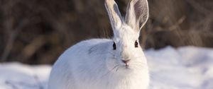 Preview wallpaper rabbit, animal, white, snow, winter