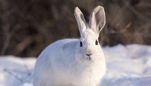 Preview wallpaper rabbit, animal, white, snow, winter