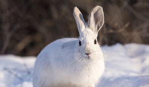 Preview wallpaper rabbit, animal, white, snow, winter
