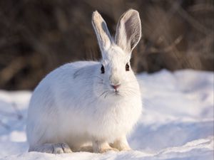 Preview wallpaper rabbit, animal, white, snow, winter