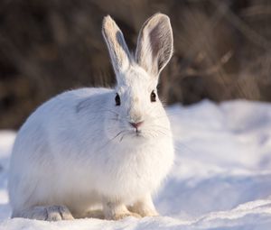 Preview wallpaper rabbit, animal, white, snow, winter