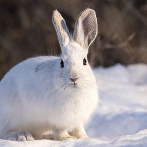 Preview wallpaper rabbit, animal, white, snow, winter