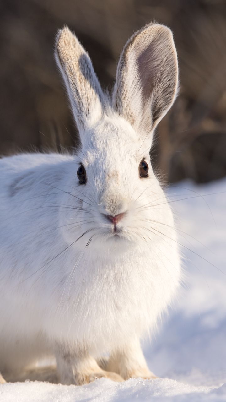 720x1280 Wallpaper rabbit, animal, white, snow, winter