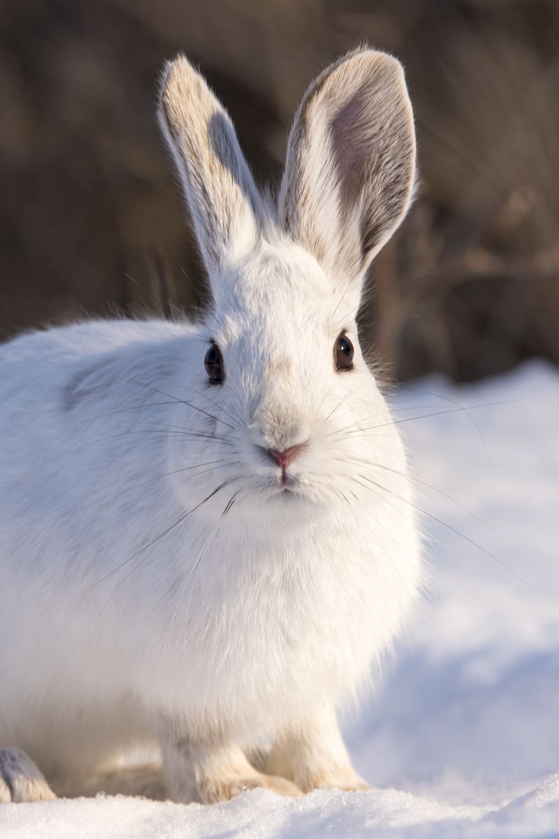 800x1200 Wallpaper rabbit, animal, white, snow, winter