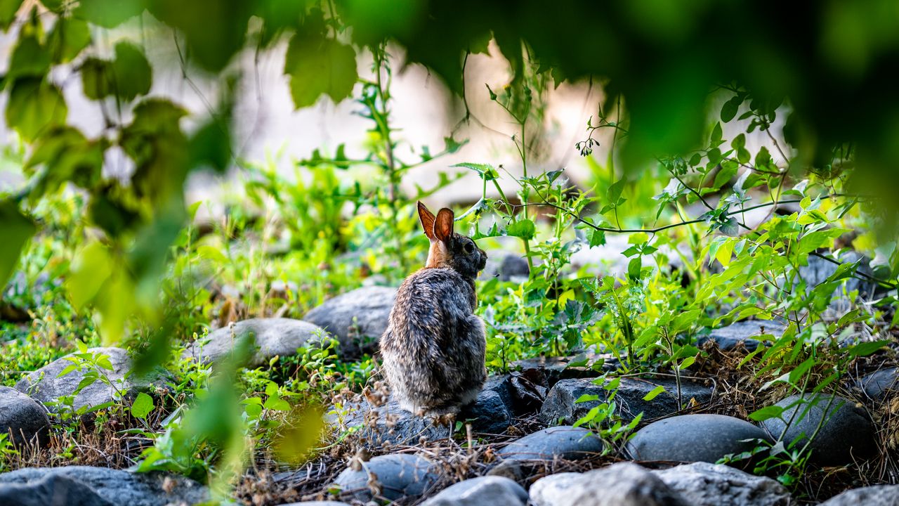 Wallpaper rabbit, animal, wildlife