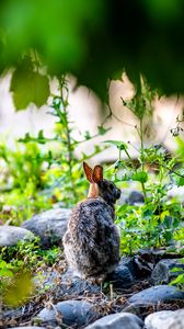 Preview wallpaper rabbit, animal, wildlife