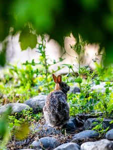 Preview wallpaper rabbit, animal, wildlife