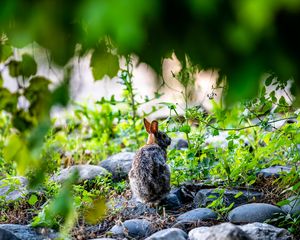 Preview wallpaper rabbit, animal, wildlife